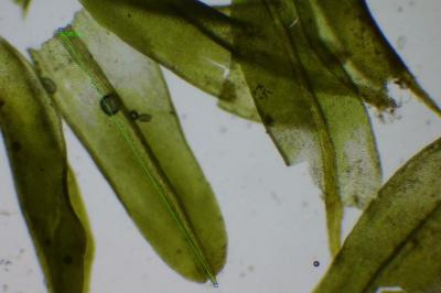 <i>Barbula unguiculata</i>