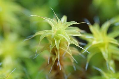 <i>Syntrichia ruraliformis</i>