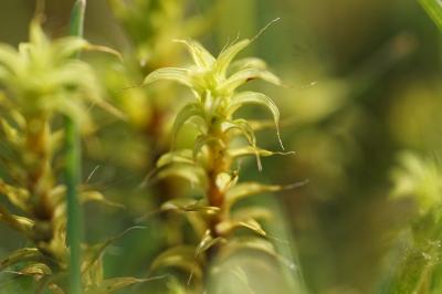 <i>Syntrichia ruraliformis</i>
