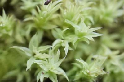 <i>Zygodon viridissimus</i>