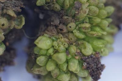 <i>Sphaerocarpos</i>
