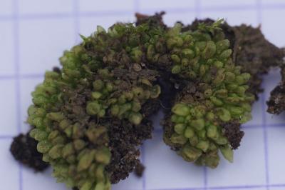 <i>Sphaerocarpos</i>