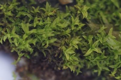 <i>Streblotrichum convolutum</i>
