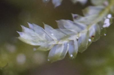 <i>Alleniella complanata</i>