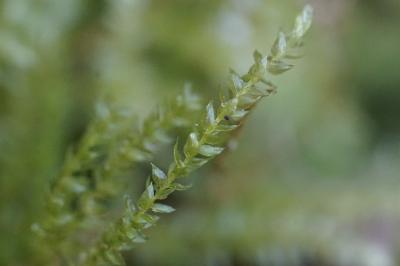 <i>Oxyrrhynchium hians</i>