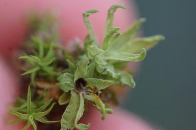 <i>Encalypta streptocarpa</i>