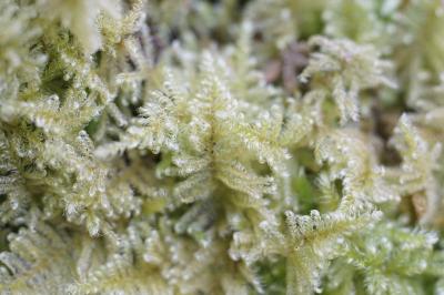 <i>Ctenidium molluscum</i>