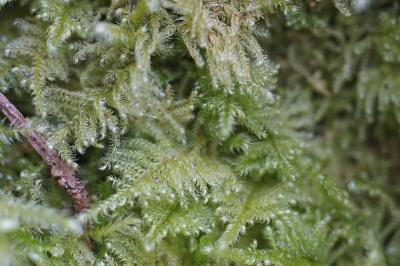 <i>Ctenidium molluscum</i>