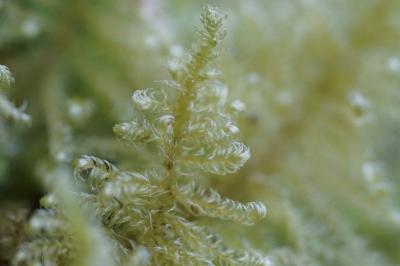 <i>Ctenidium molluscum</i>