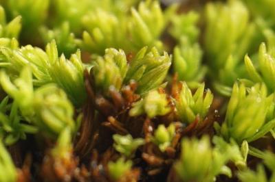 <i>Pseudocrossidium revolutum</i>