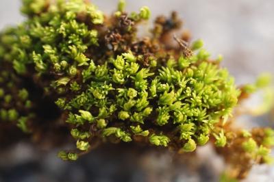 <i>Pseudocrossidium revolutum</i>
