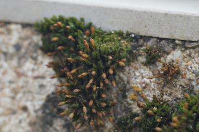 <i>Orthotrichum anomalum</i>
