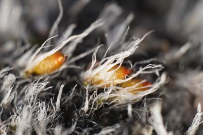 <i>Grimmia crinita</i>