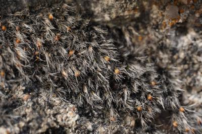 <i>Grimmia crinita</i>