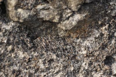 <i>Grimmia crinita</i>