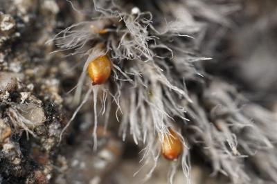 <i>Grimmia crinita</i>
