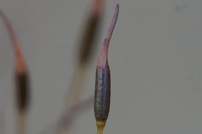 <i>Aloina aloides</i>