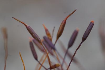 <i>Aloina aloides</i>