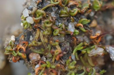<i>Aloina aloides</i>