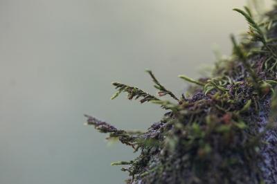 <i>Cryphaea heteromalla</i>