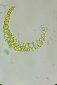 <i>Campylopus pyriformis</i>