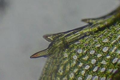 <i>Mnium hornum</i>