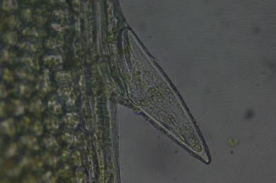 <i>Plagiomnium undulatum</i>