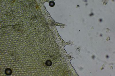 <i>Plagiomnium undulatum</i>