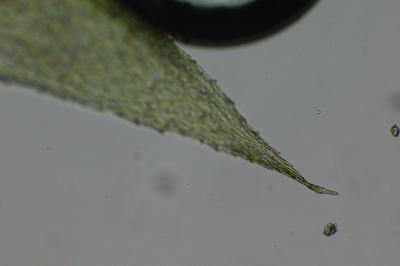 <i>Rhynchostegium megapolitanum</i>