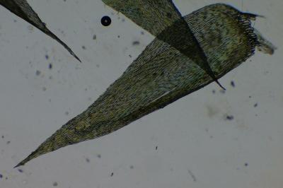 <i>Rhynchostegium megapolitanum</i>