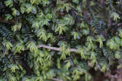 <i>Plagiochila porelloides</i>