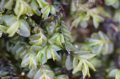 <i>Plagiochila porelloides</i>