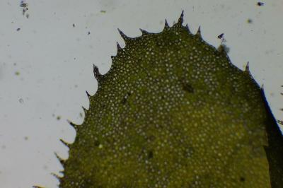 <i>Plagiochila porelloides</i>