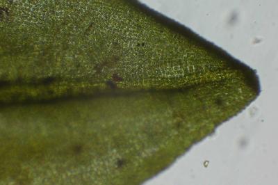 <i>Encalypta streptocarpa</i>