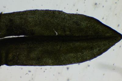 <i>Encalypta streptocarpa</i>