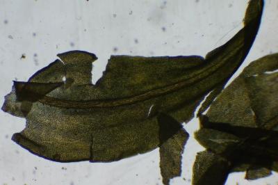 <i>Anomodon viticulosus</i>