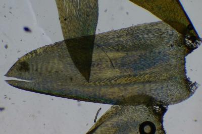 <i>Calliergonella cuspidata</i>