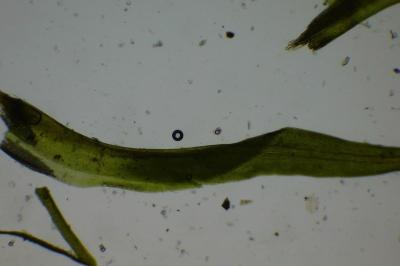 <i>Didymodon insulanus</i>