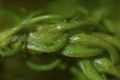 <i>Didymodon insulanus</i>