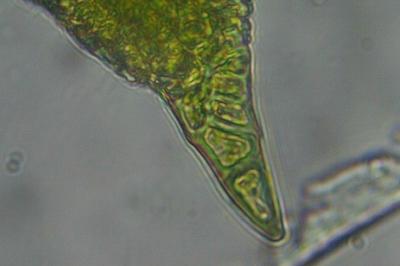 <i>Didymodon insulanus</i>