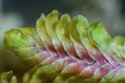 <i>Diplophyllum albicans</i>