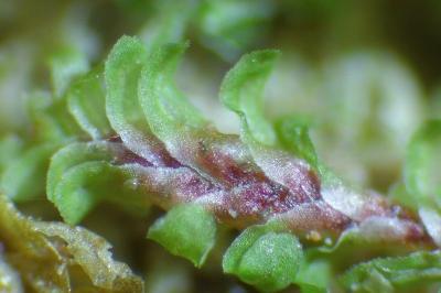 <i>Diplophyllum albicans</i>