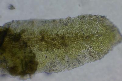 <i>Diplophyllum albicans</i>