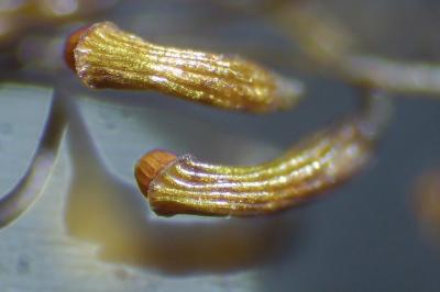 <i>Campylopus introflexus</i>