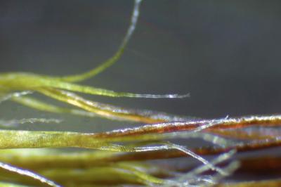 <i>Campylopus introflexus</i>