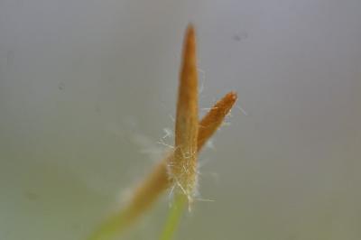 <i>Dicranum scoparium</i>