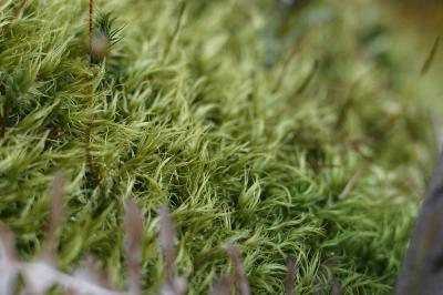 <i>Dicranum scoparium</i>