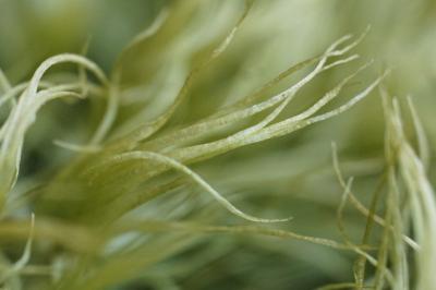 <i>Dicranum scoparium</i>