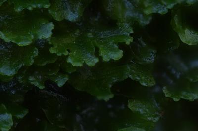 <i>Apopellia endiviifolia</i>