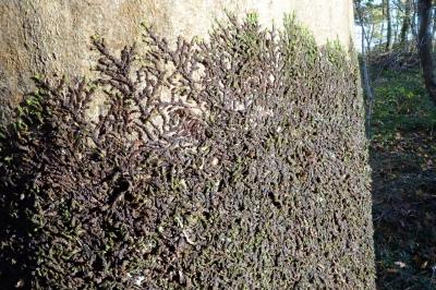 <i>Frullania</i>